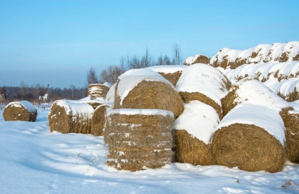 Сено на снегу