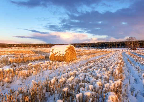 Поле пшеницы зимой