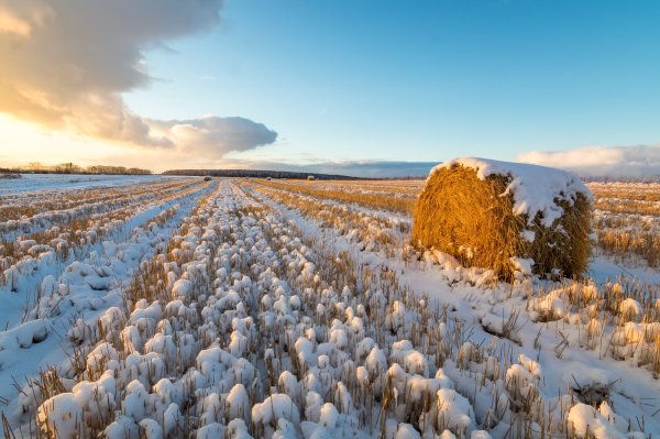 Пшеница зимой