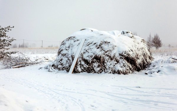 Сено зимой