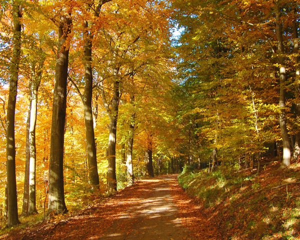 Осень в лесу