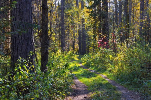 Лес средней полосы