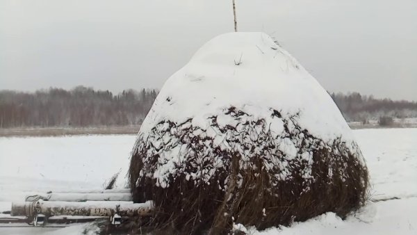 Копна сена зимой