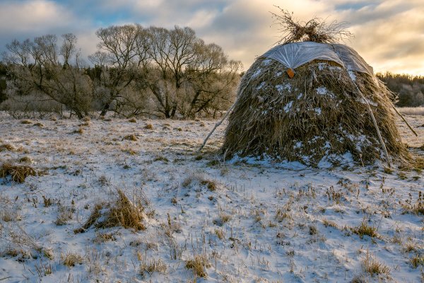 Сено на снегу