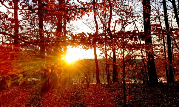 Осенний закат в лесу