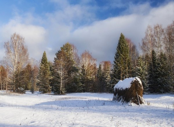 Опушка леса