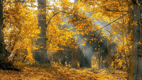 Листопад в лесу