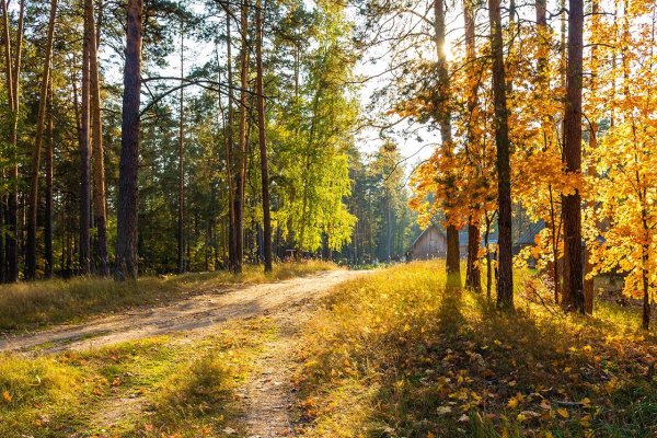 Сосновый Бор осень природа Кузбасса