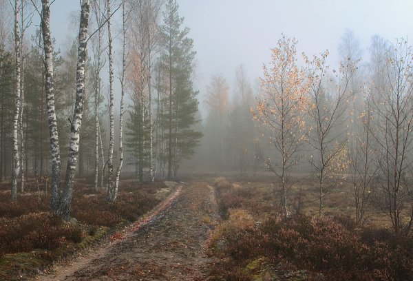 Лес поздней осенью