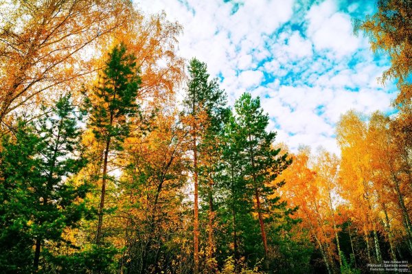 Сосна осенью