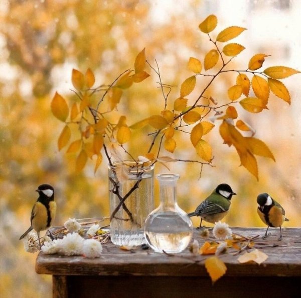 Доброе осеннее утро с птичками