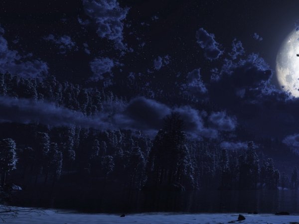 «Ночь в лесу»