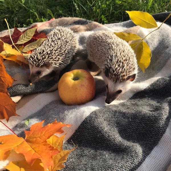 Ежик осень