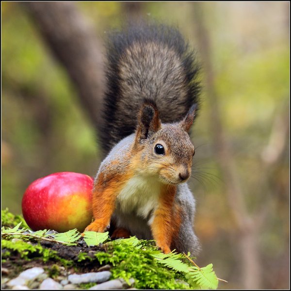 Осень белки