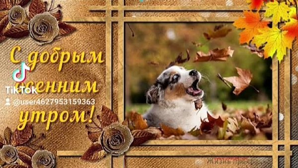 Пожелание доброго осеннего утра с животными