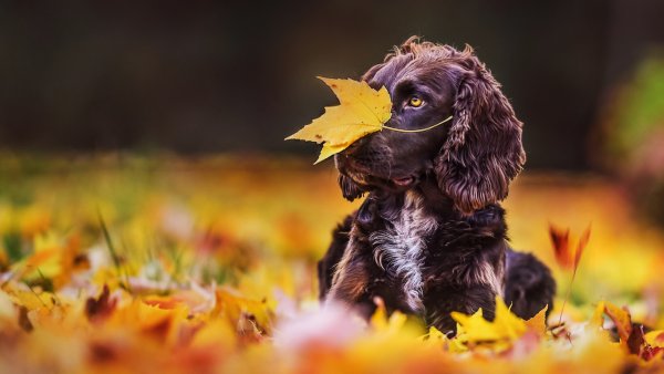 Собака в листве
