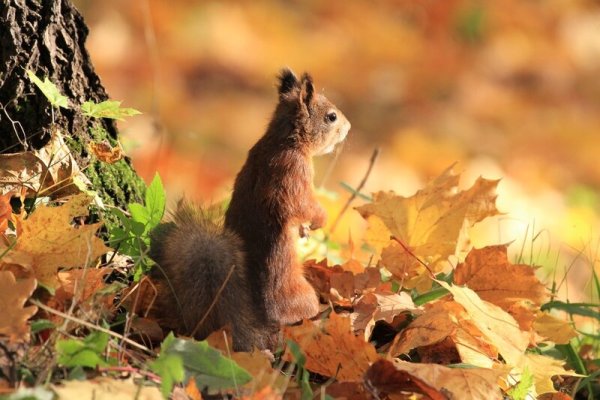 Октябрь животные