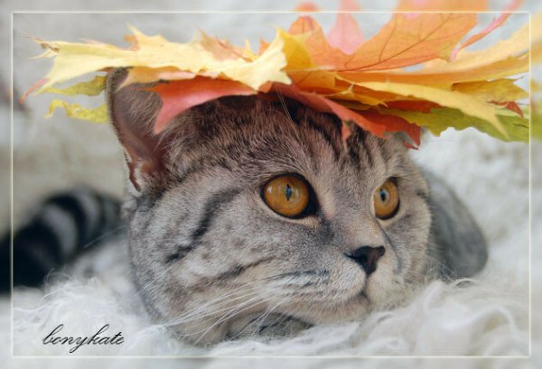 Кот осени с добрым утром