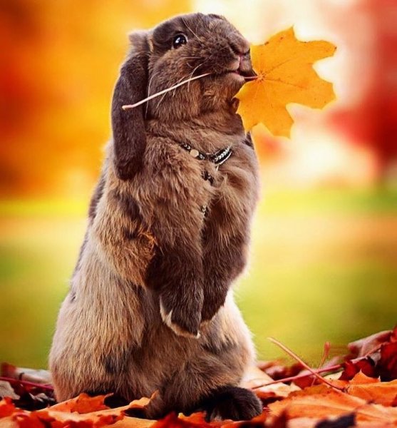 Веселые животные осень