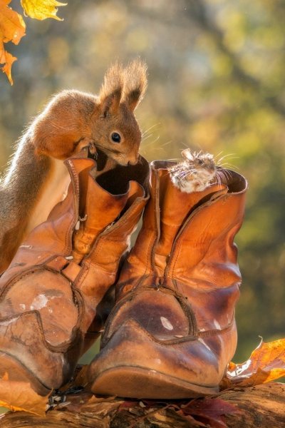 Забавные животные осенью