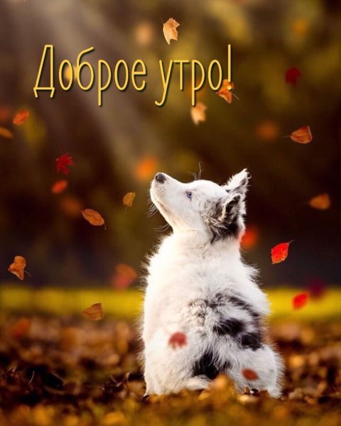 Настроение осень