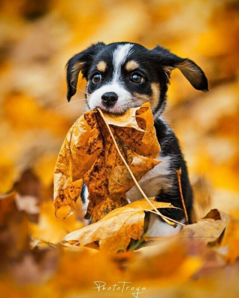 Осень щенки милые