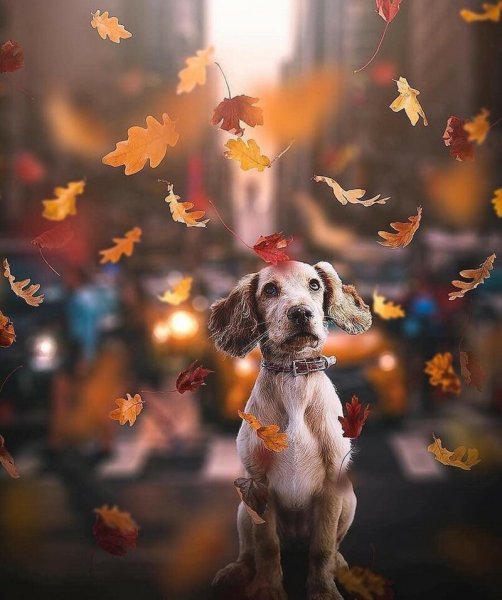 Доброе утро собаки осенью