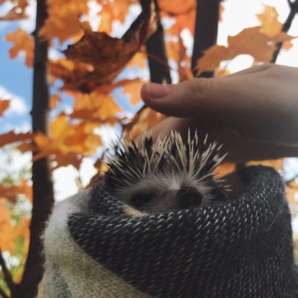 Доброе утро Ежик осень