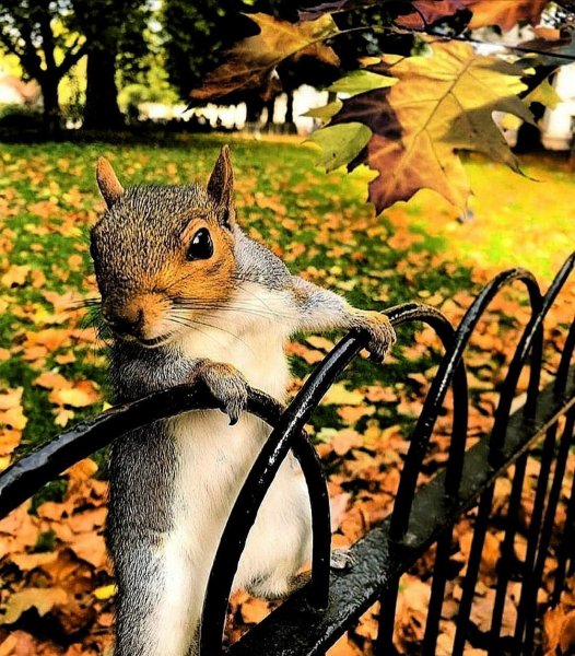 Утро осень животные