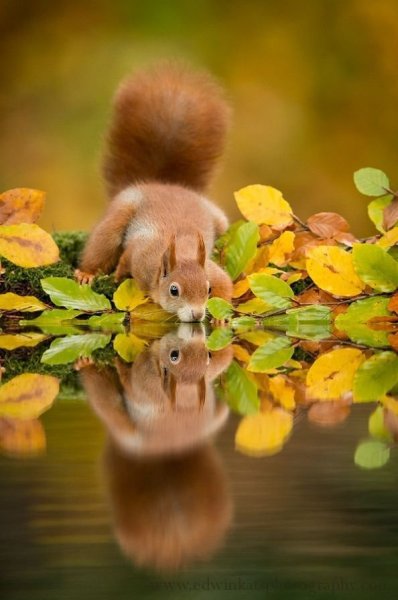 Животные осенью