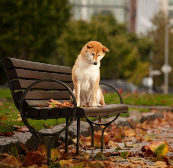 Доброе утро осень собаки
