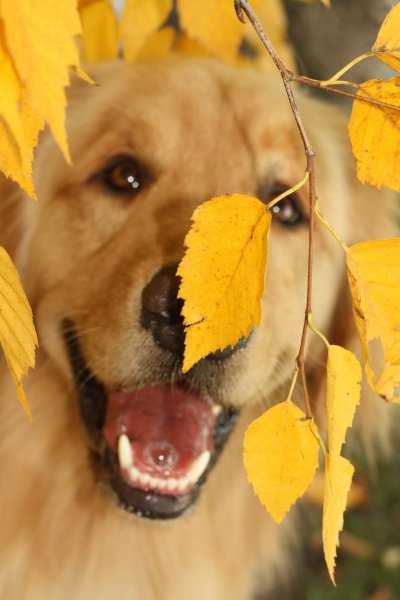 Собака осень