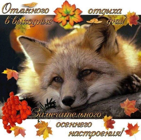 Доброе осеннее утро с лисой