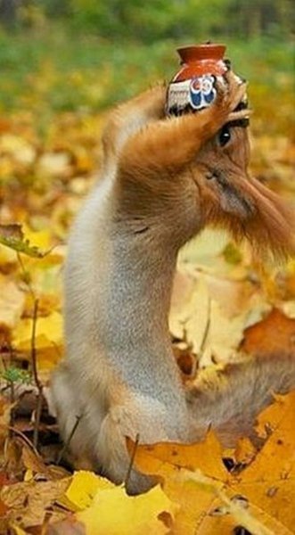 Осень веселая белка