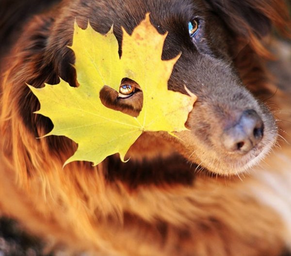 Собачий нос в осенней листве