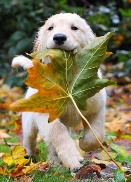 Осень животные