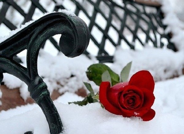 Роза на скамейке зимой