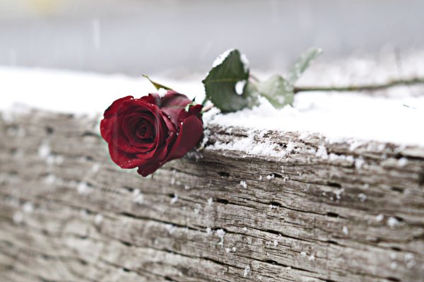 Красные розы лежат на столе