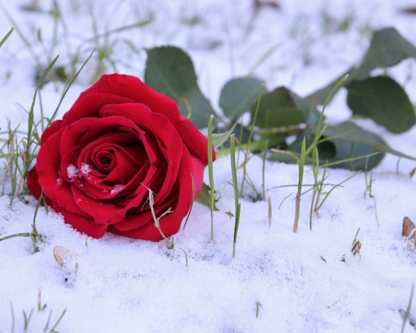 Обои на рабочий стол зима цветы