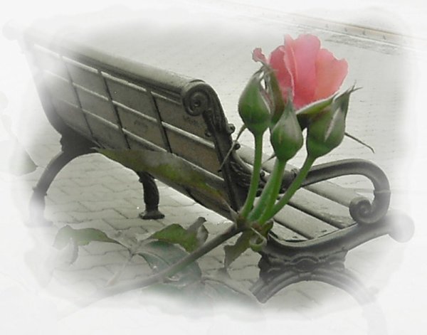 Скамейка роза