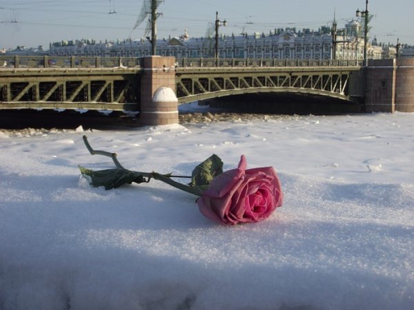 Розы на зимней скамейке