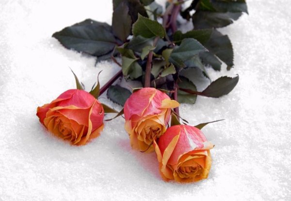 Оранжевая роза на снегу