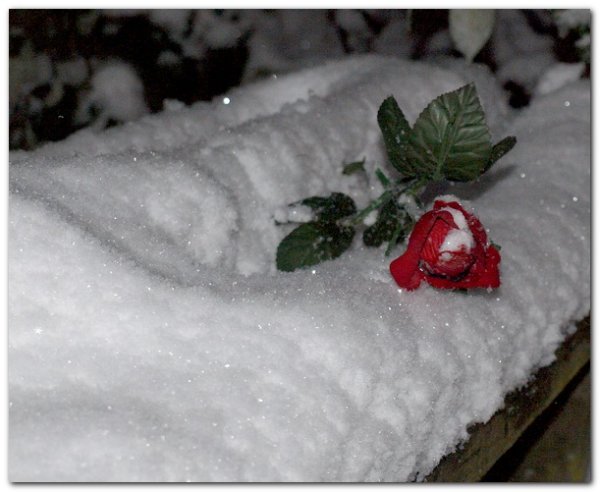 Роза на снежной скамейке
