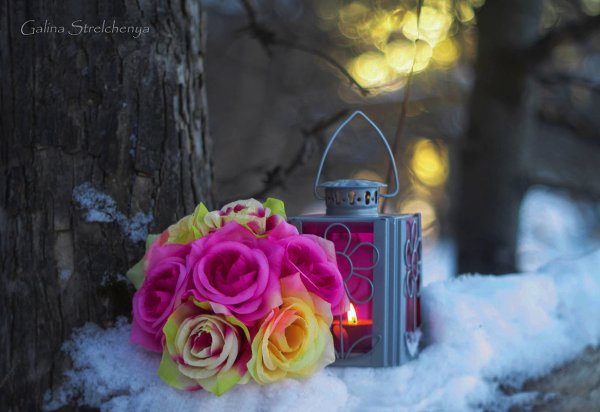 Волшебная зима цветы