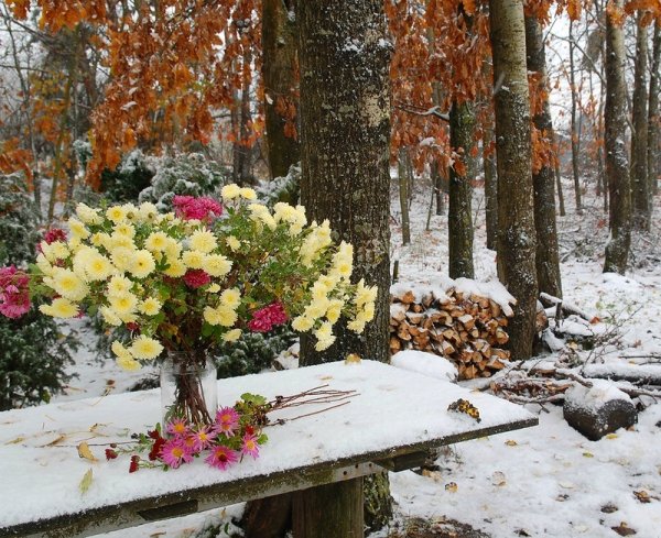 Цветы поздней осени