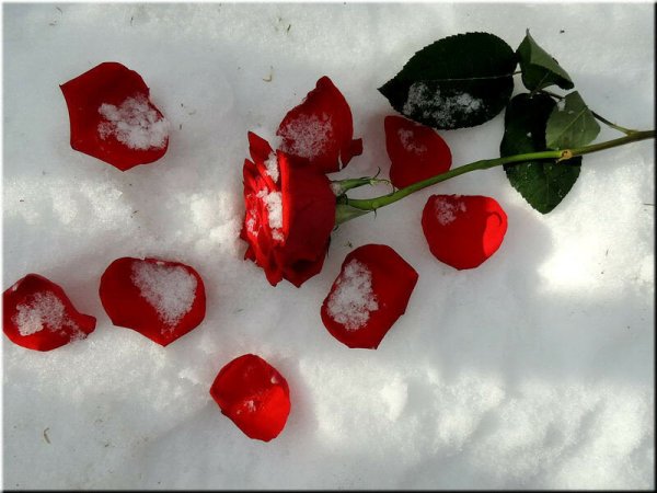 Сердце из лепестков роз на снегу