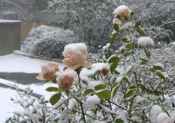 Розы зимой