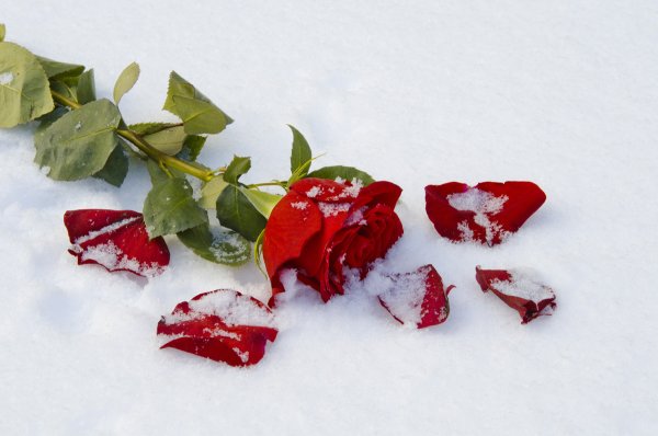 Лепестки роз на снегу