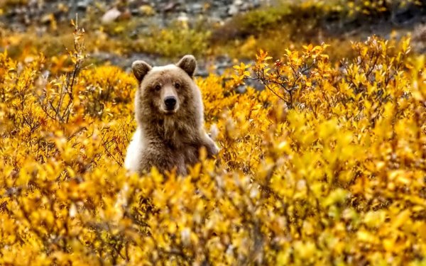 Медведь осень