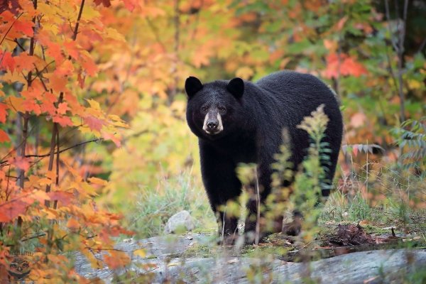 Медведь в осеннем лесу